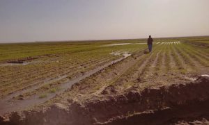 مزرعه امید، متعلق به بازرگانی امید اخباراتی Omid Akhbarati